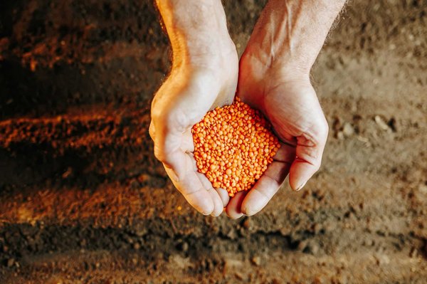 Anciennes graines : Quels pouvoirs possèdent-elles ?